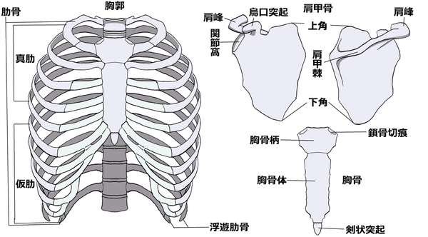 「胸骨」の話し