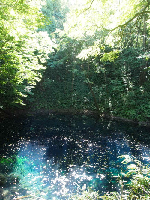 世界遺産「白神山地へ」