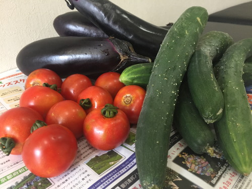 採れたて夏野菜♪